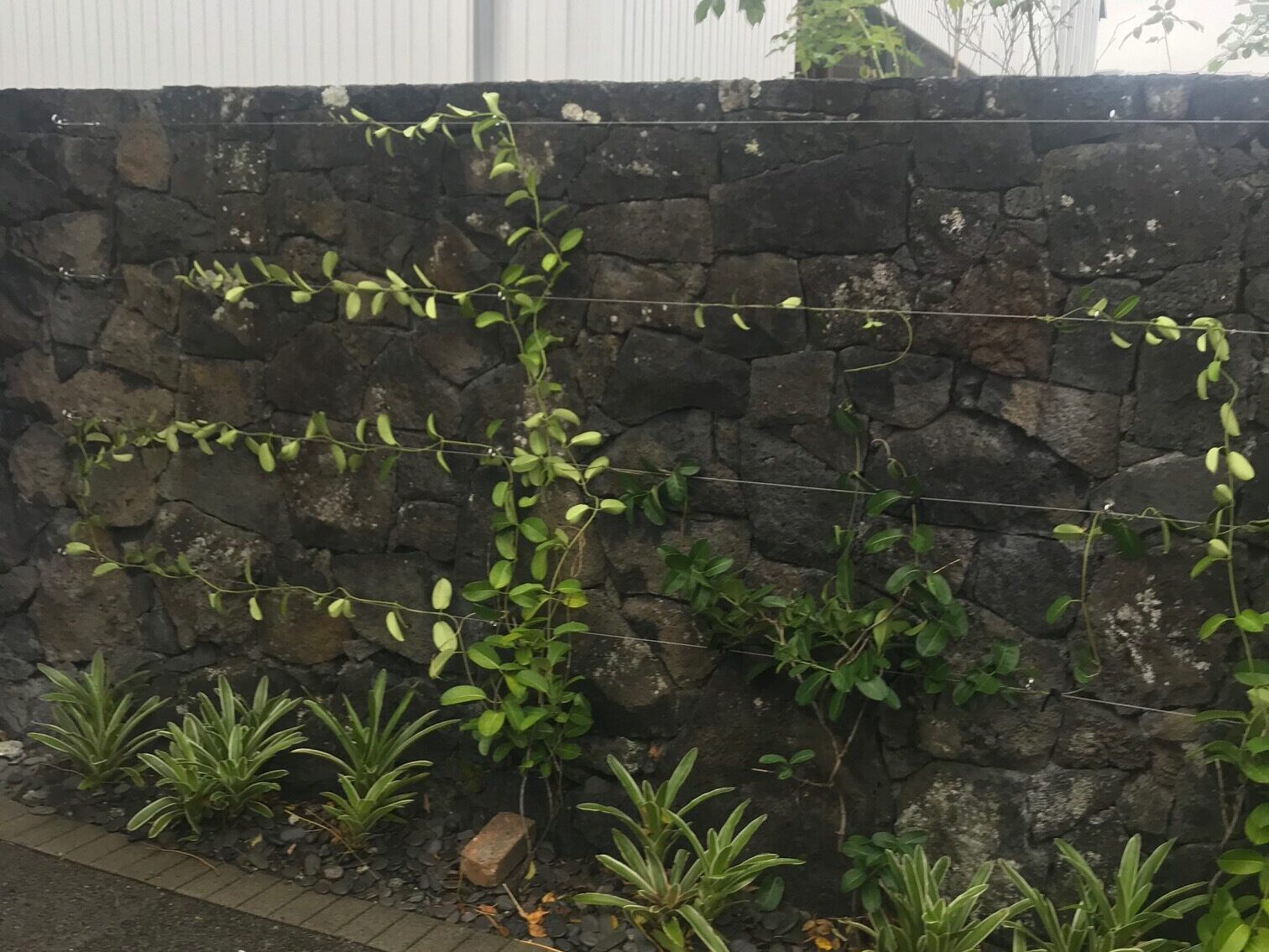 Espalier